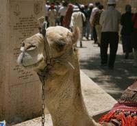 z16-camel.jpg